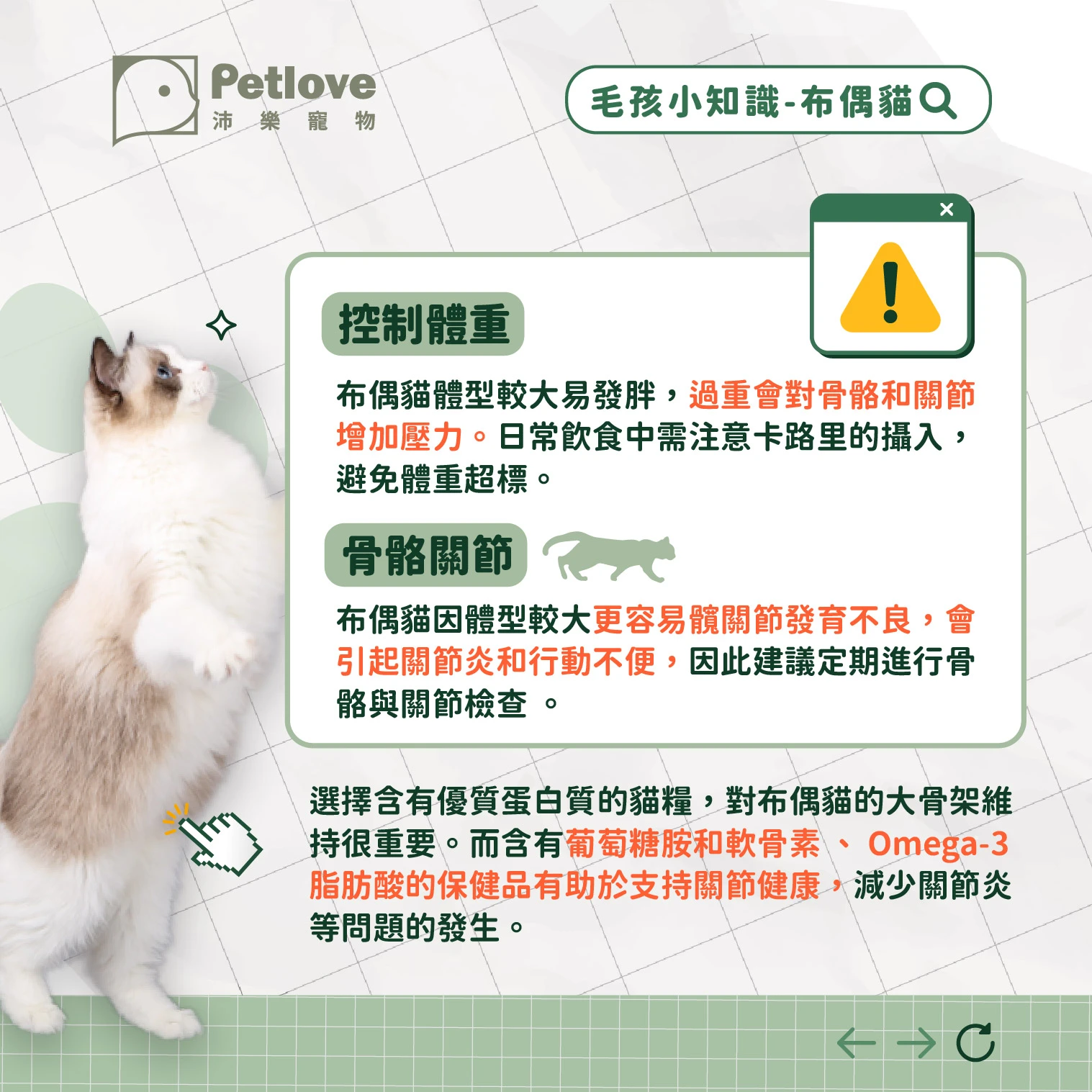 布偶貓 介紹