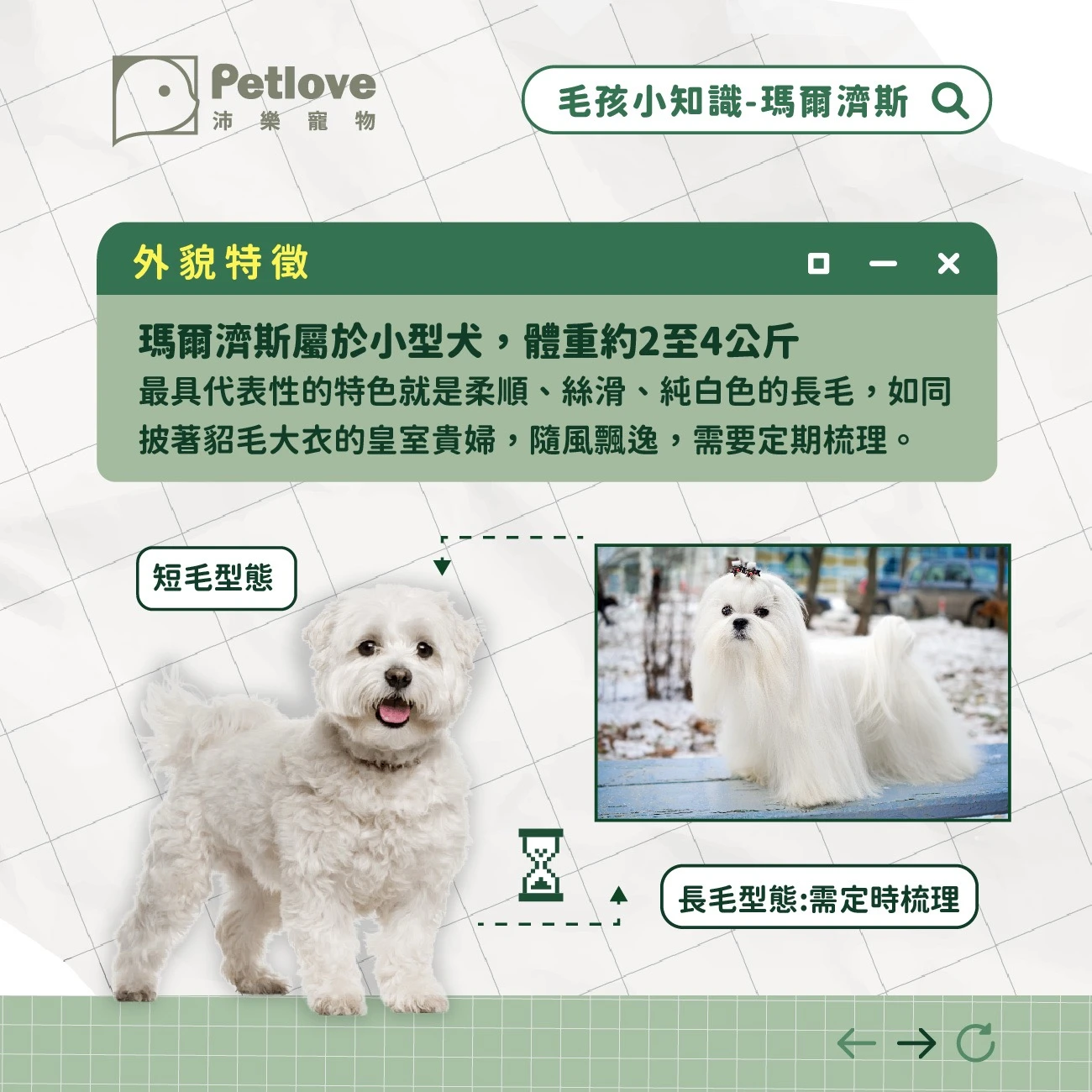 瑪爾濟斯 介紹