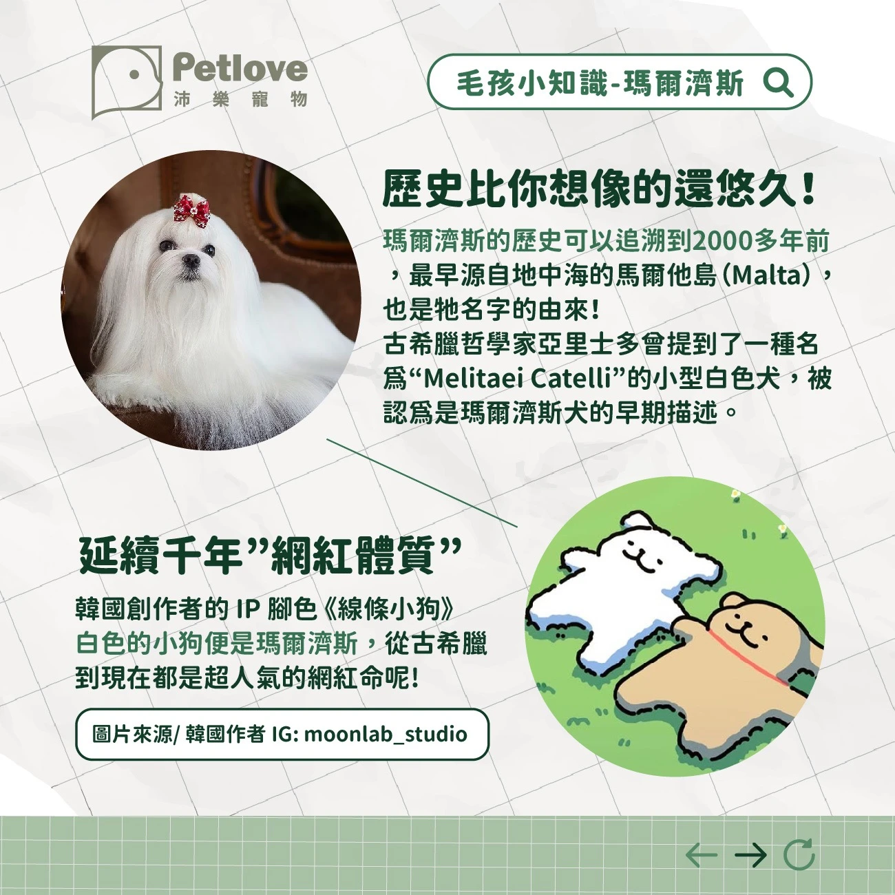 瑪爾濟斯 介紹