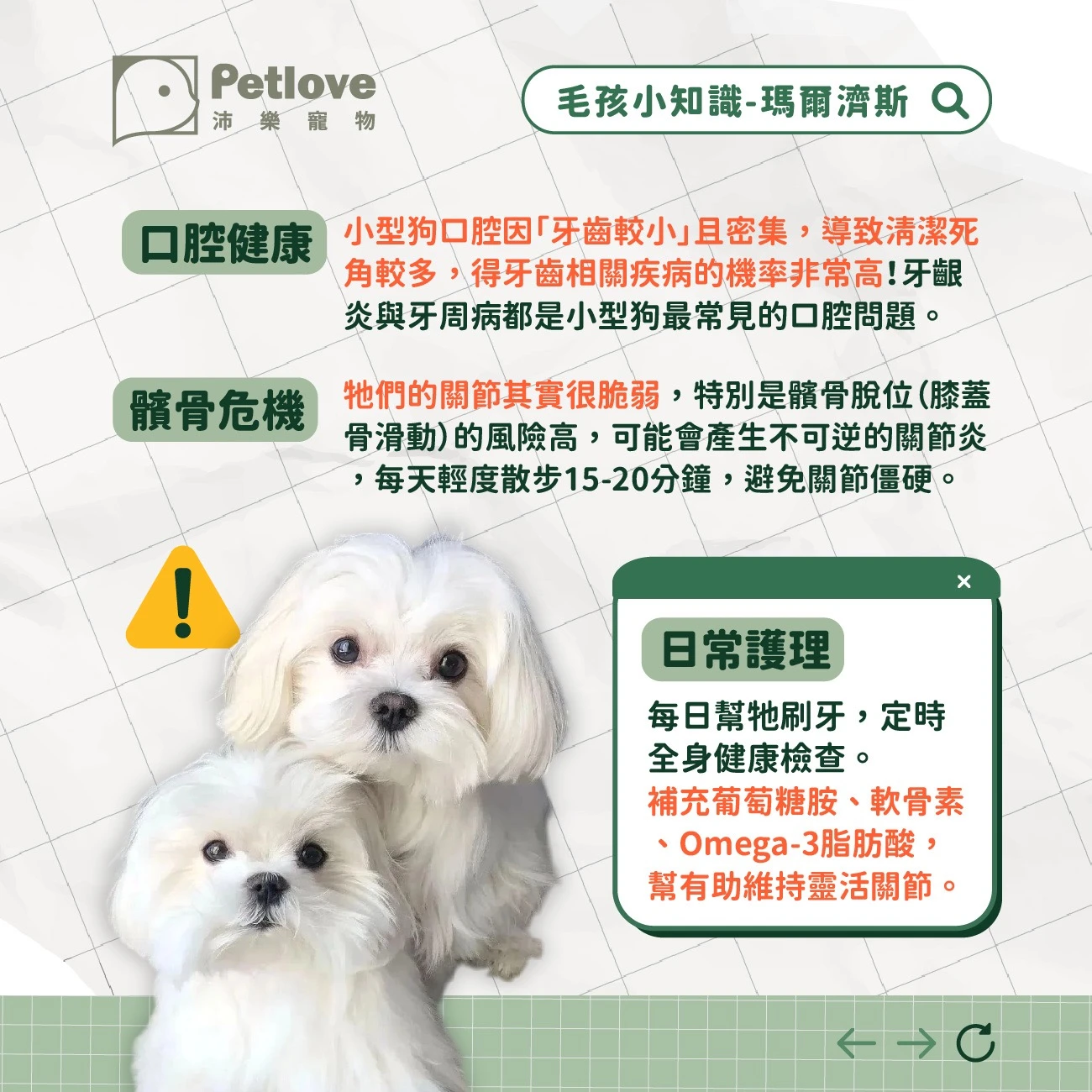 瑪爾濟斯 介紹