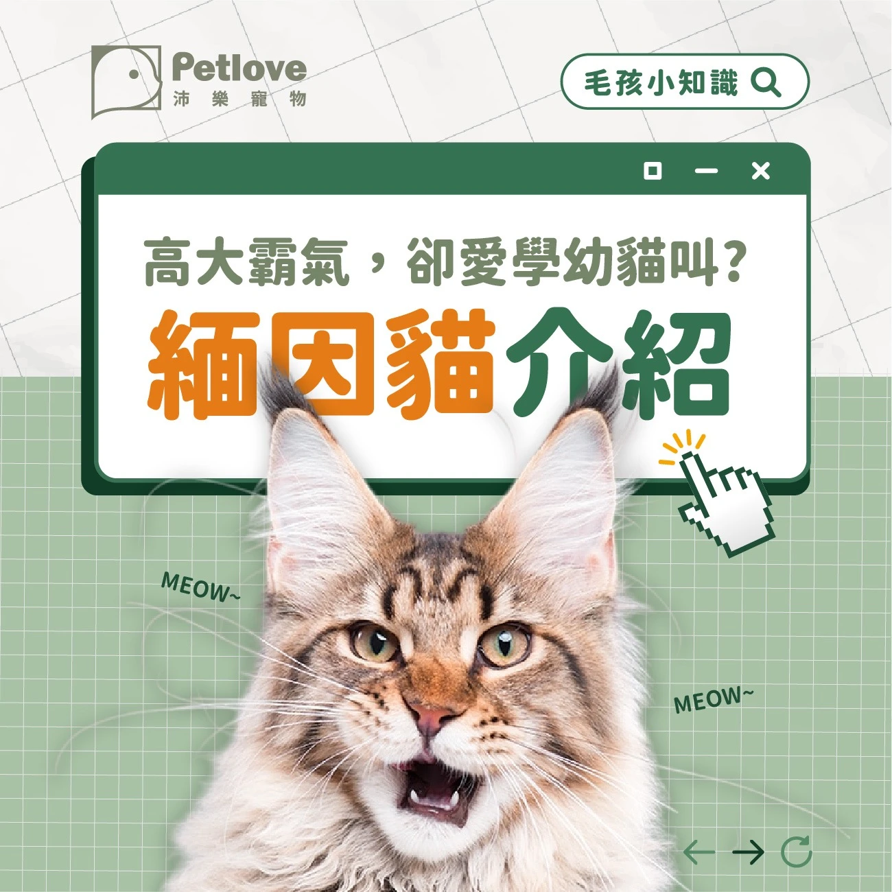 緬因貓介紹｜個性特色、飼養重點與健康照護