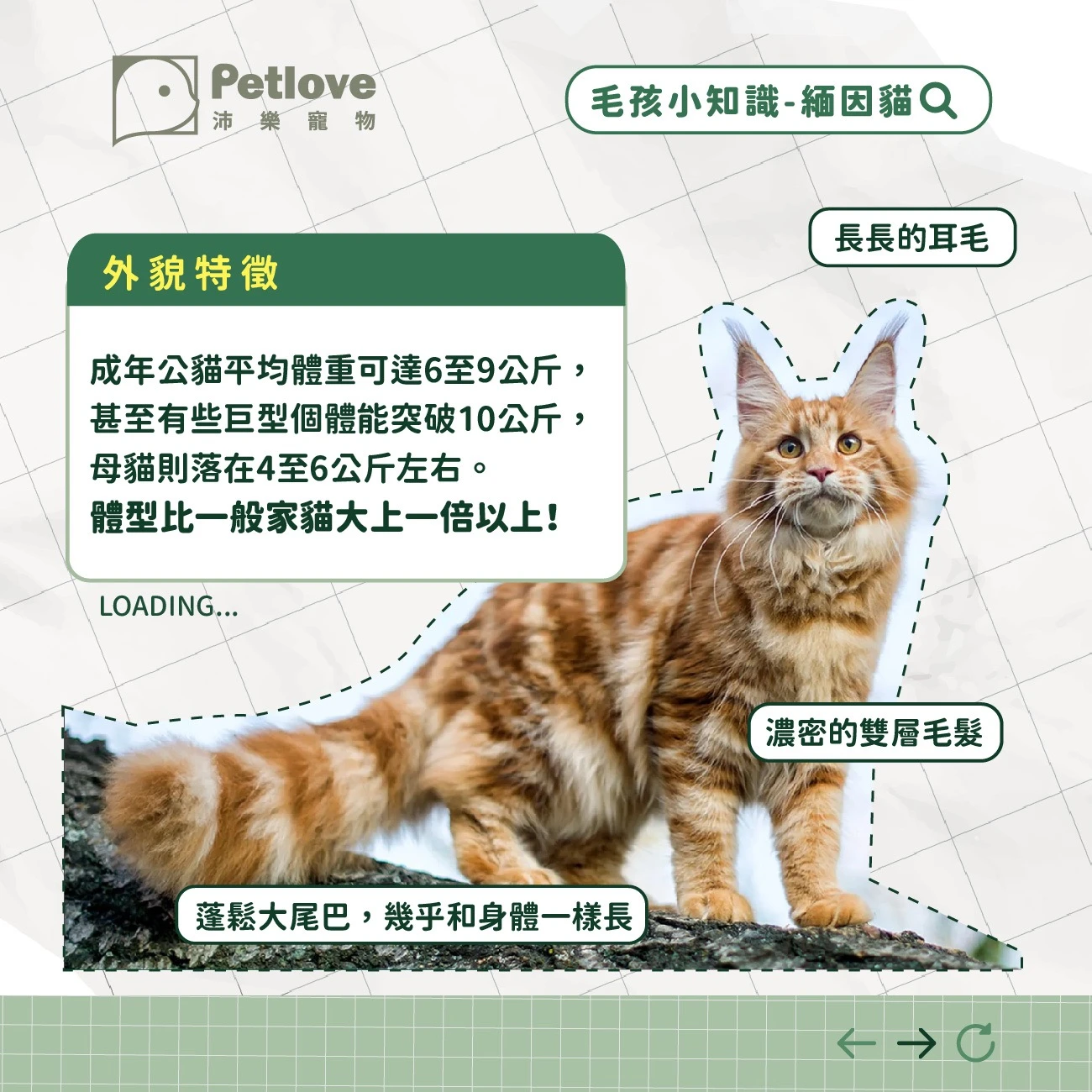 緬因貓 介紹
