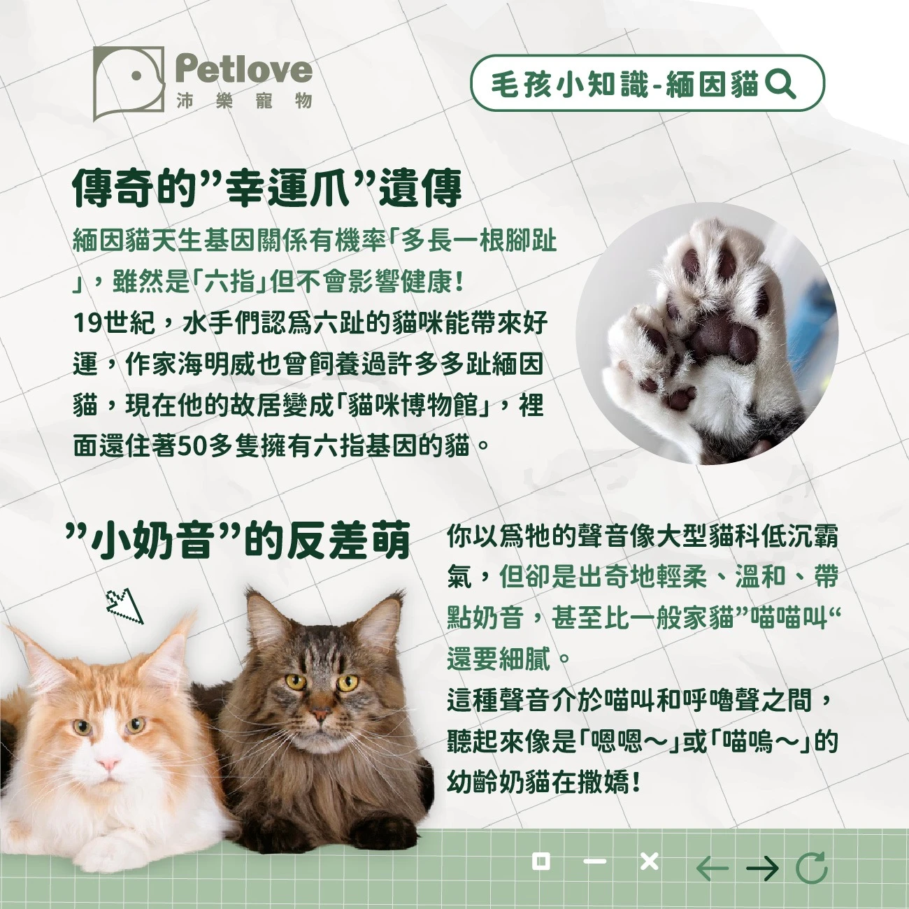 緬因貓 介紹