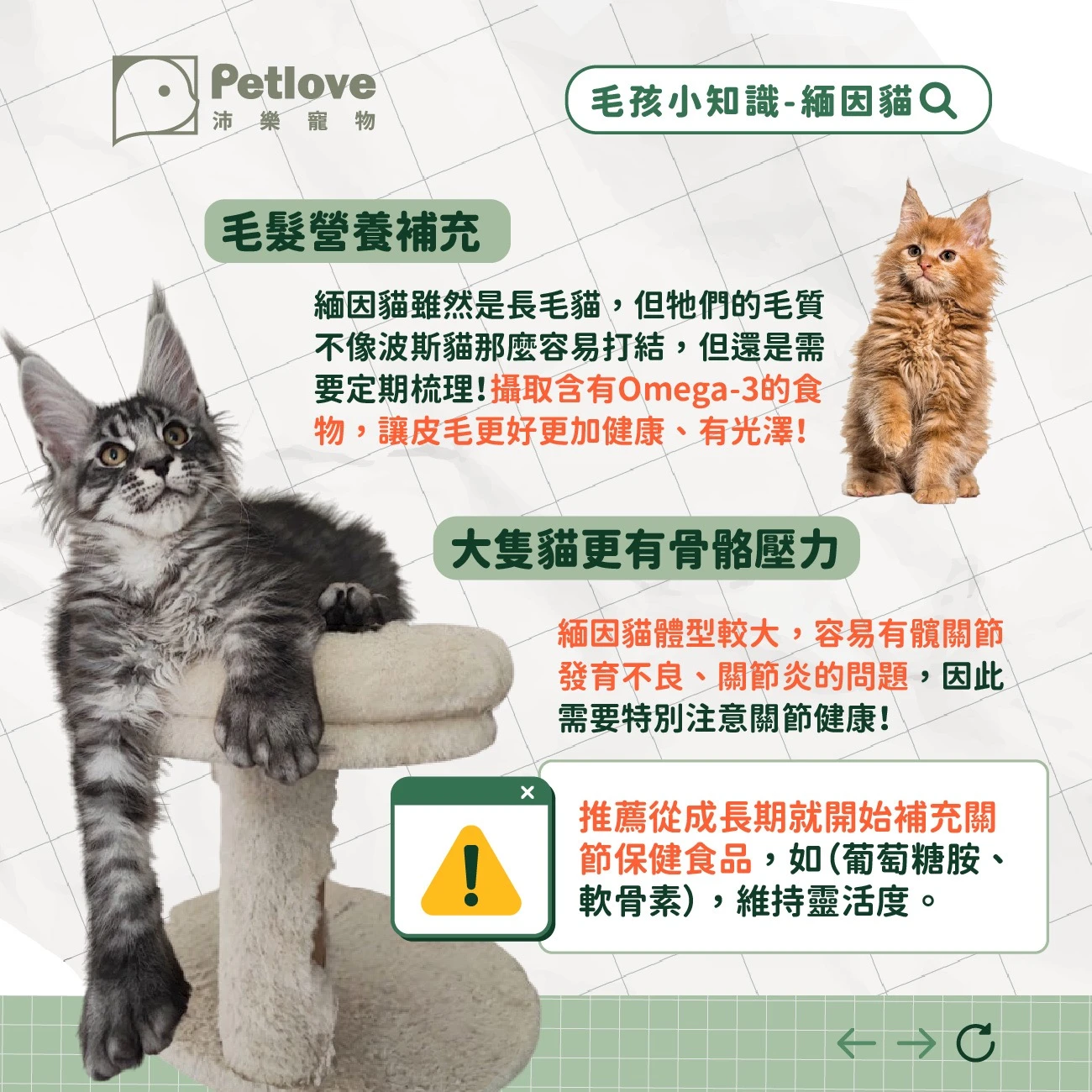 緬因貓 介紹
