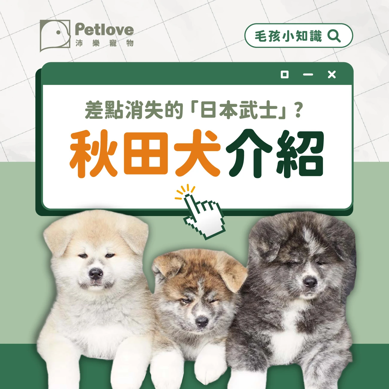 秋田犬 介紹