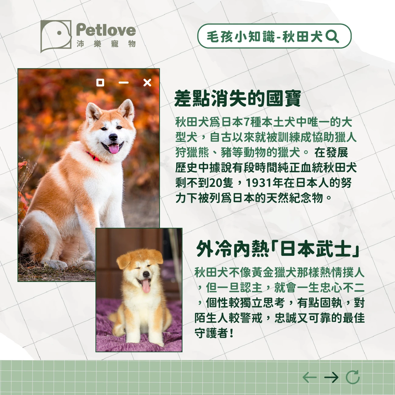秋田犬 介紹