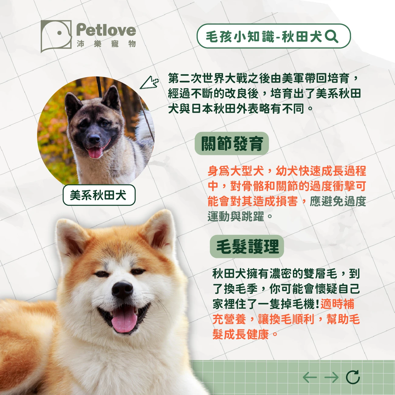 秋田犬 介紹