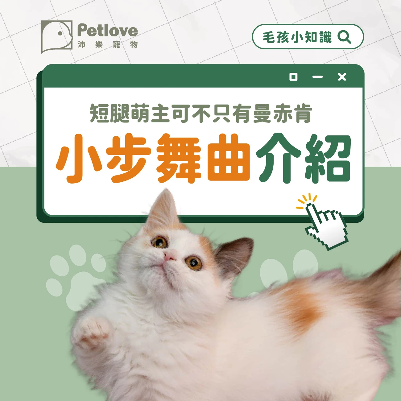 小步舞曲貓介紹｜個性特色、飼養重點與健康照護