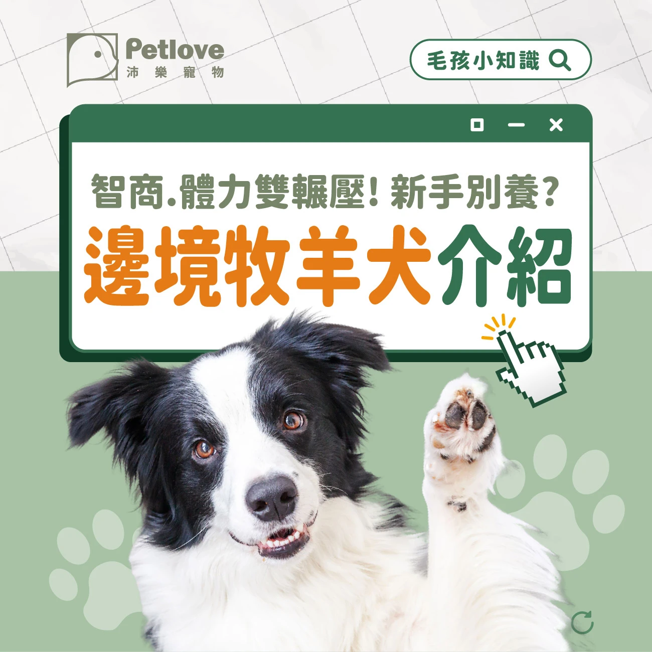 邊境牧羊犬 介紹