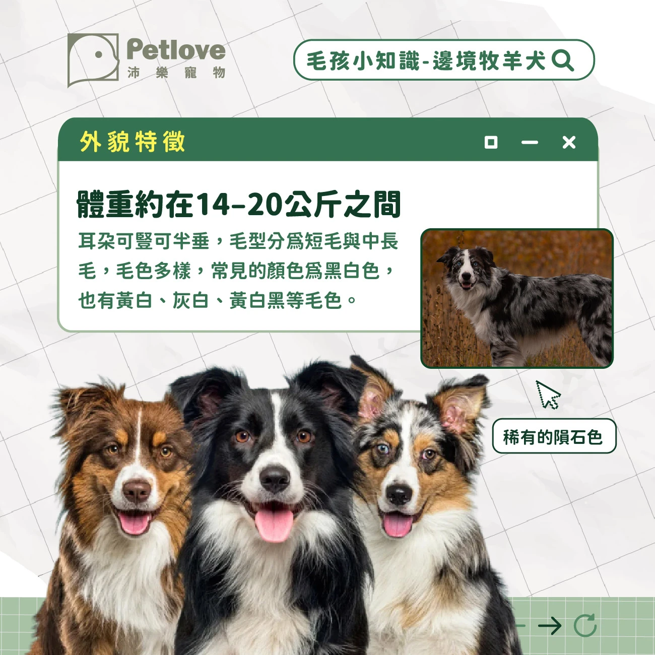 邊境牧羊犬 介紹
