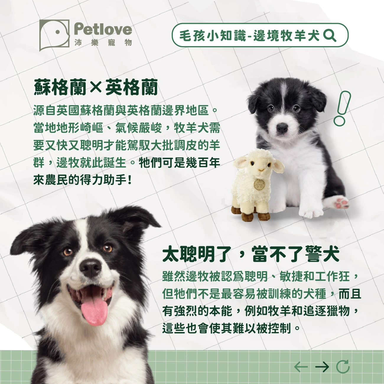 邊境牧羊犬 介紹