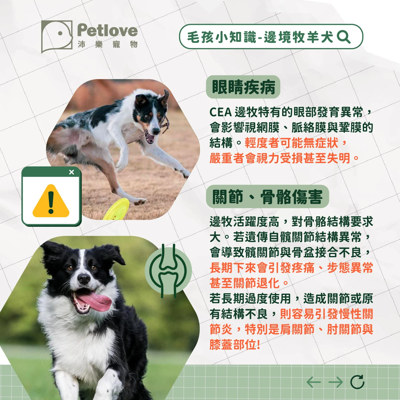 邊境牧羊犬 介紹