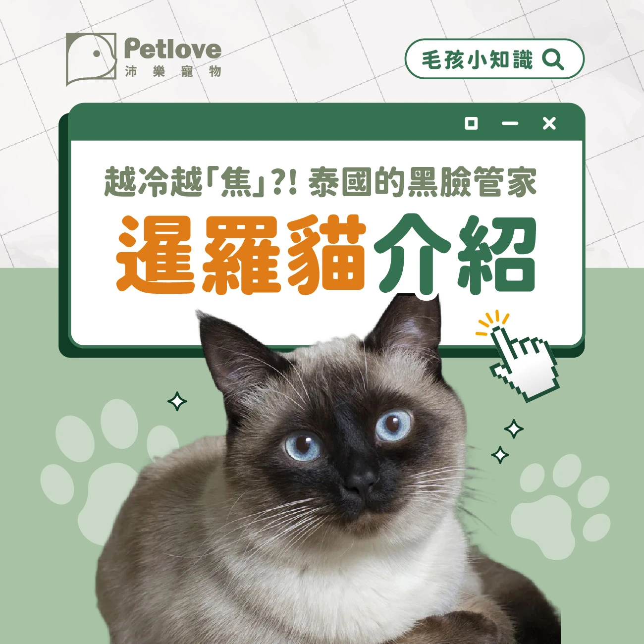 暹羅貓介紹｜個性特色、飼養重點與健康照護