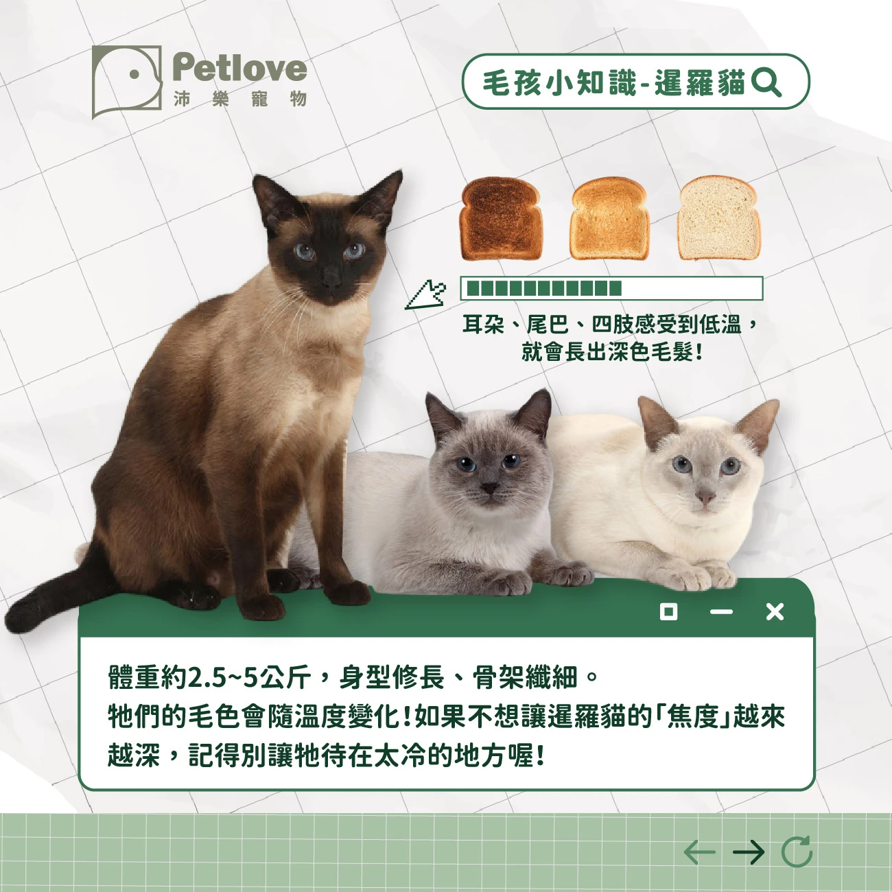 暹羅貓 介紹