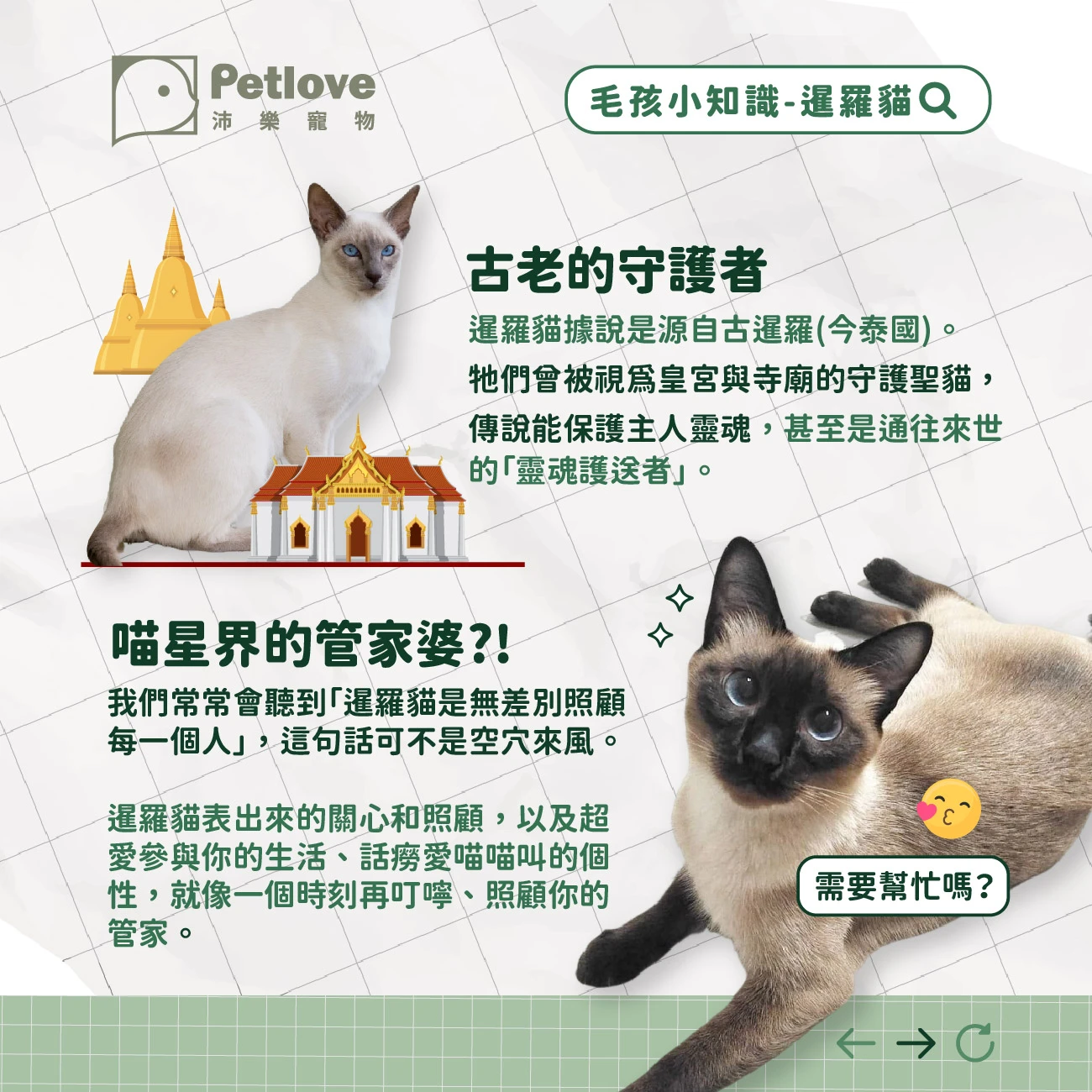 暹羅貓 介紹