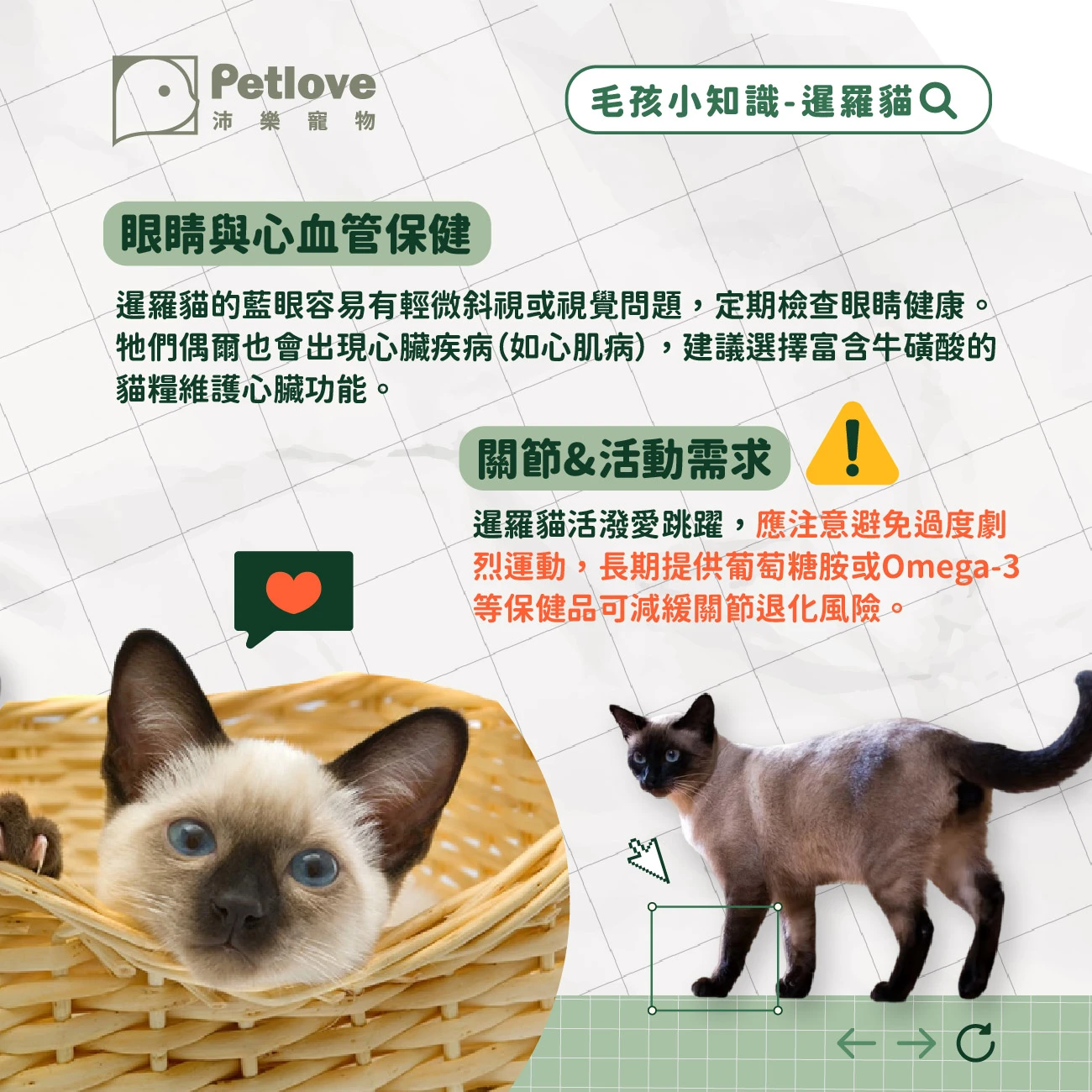 暹羅貓 介紹