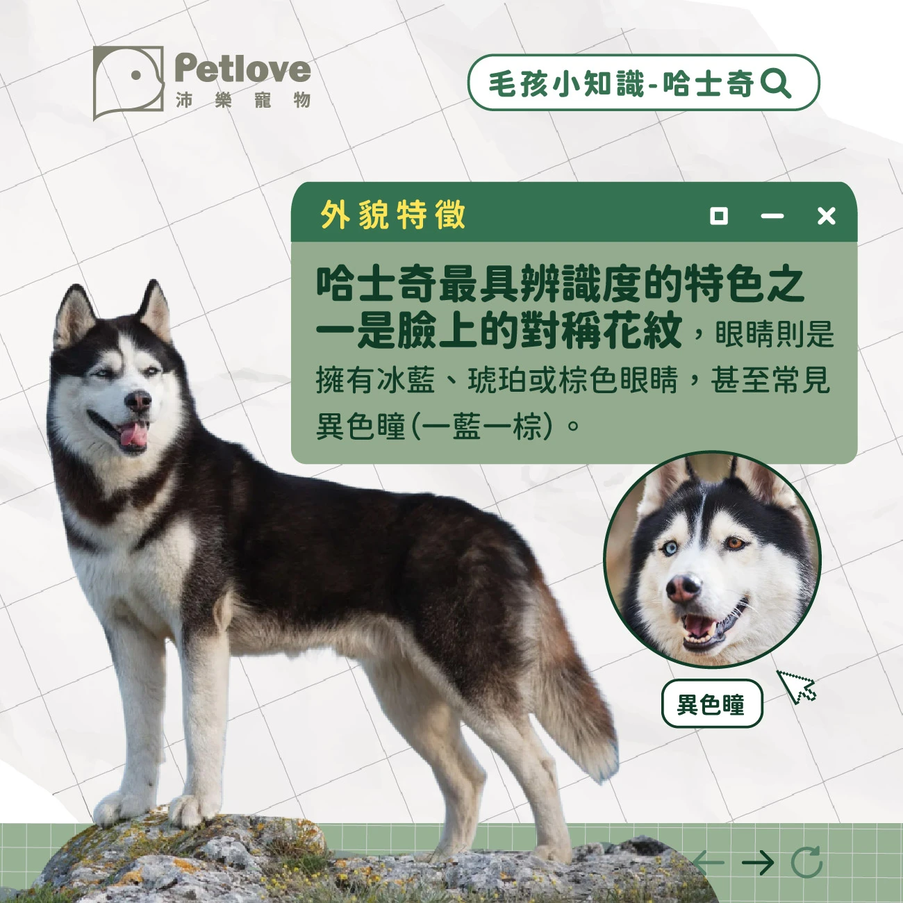 哈士奇 介紹
