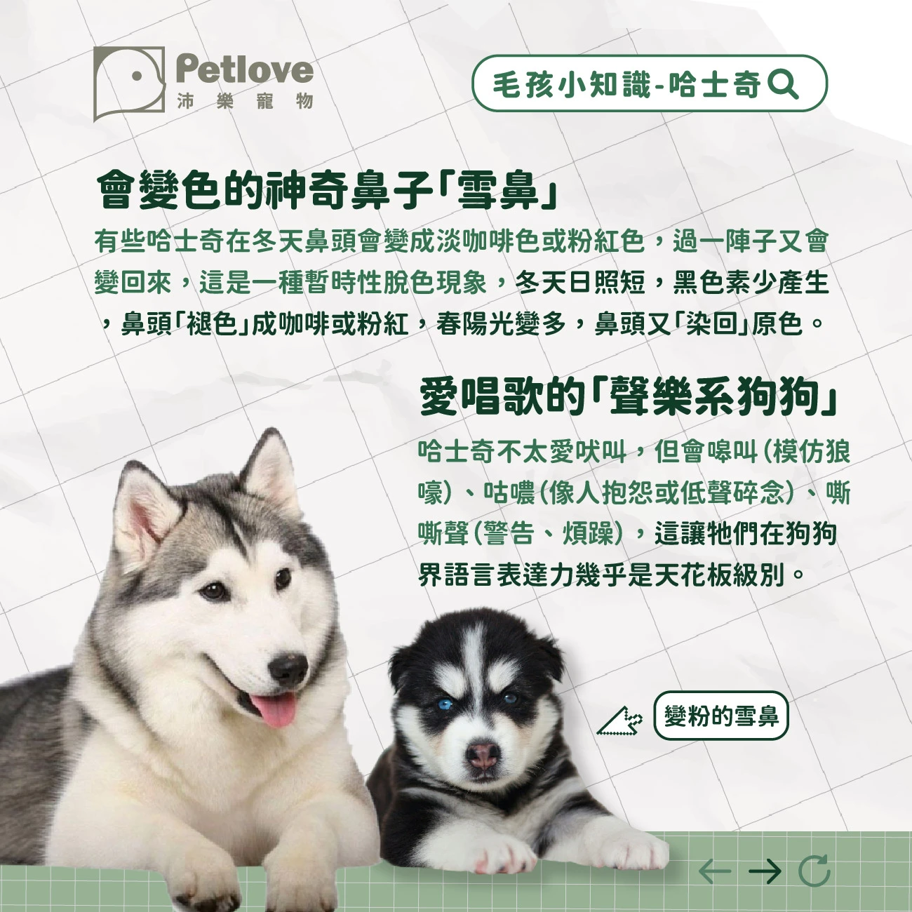 哈士奇 介紹