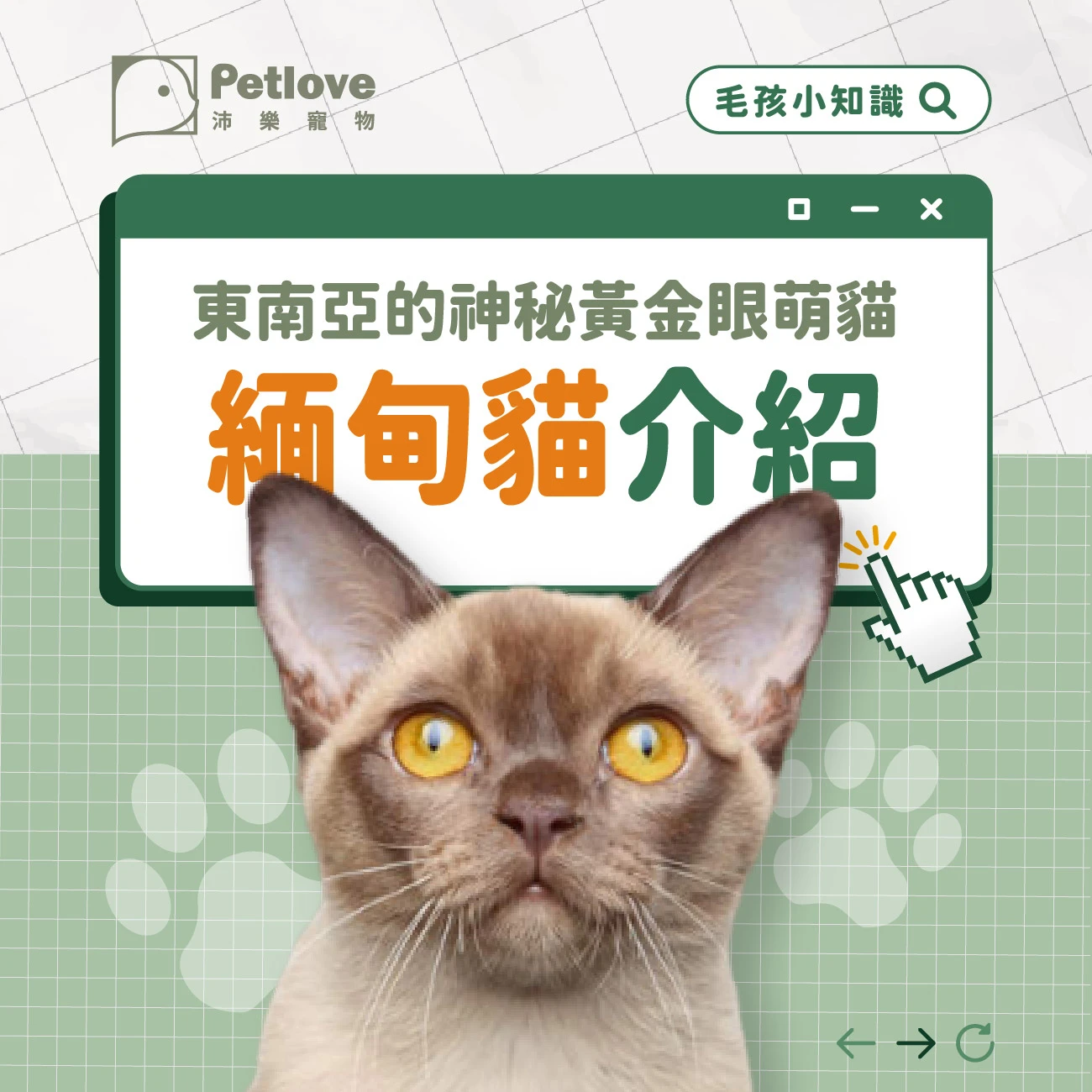 緬甸貓介紹｜個性特色、飼養重點與健康照護
