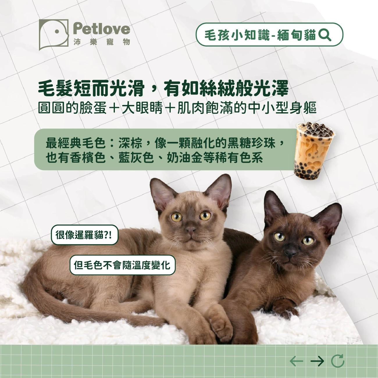 緬因貓 介紹