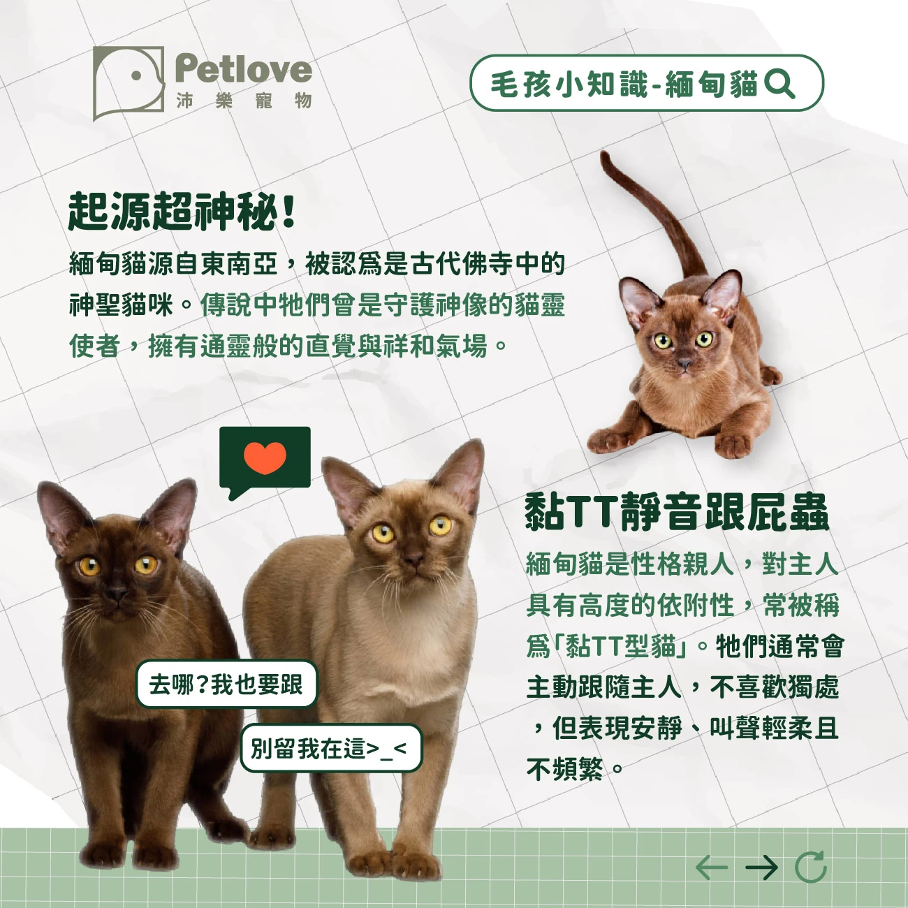 緬因貓 介紹