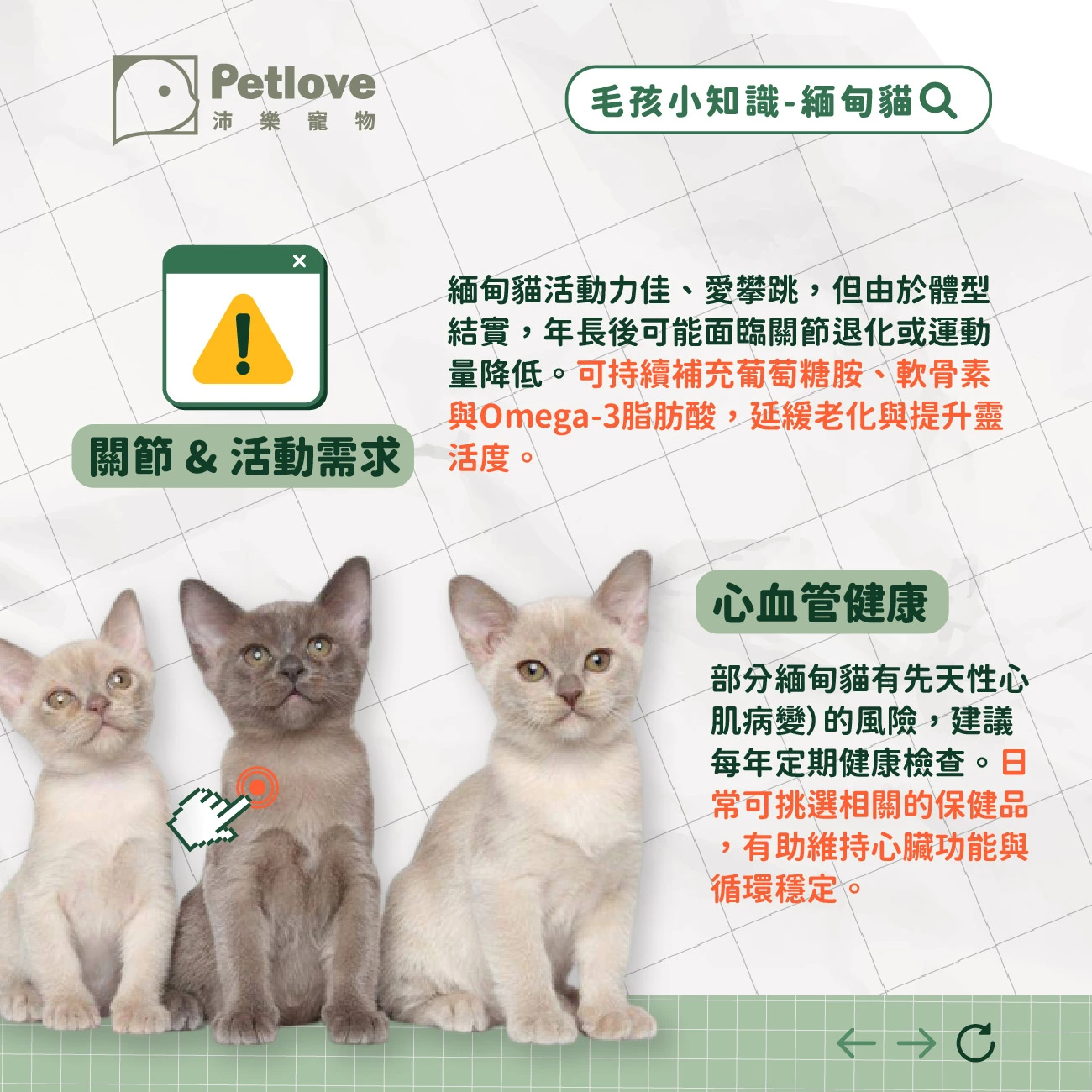 緬因貓 介紹