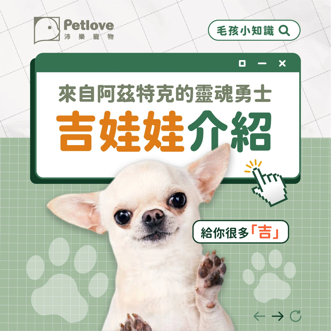 吉娃娃 介紹