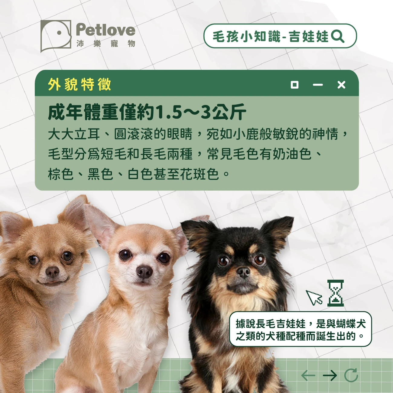 吉娃娃 介紹