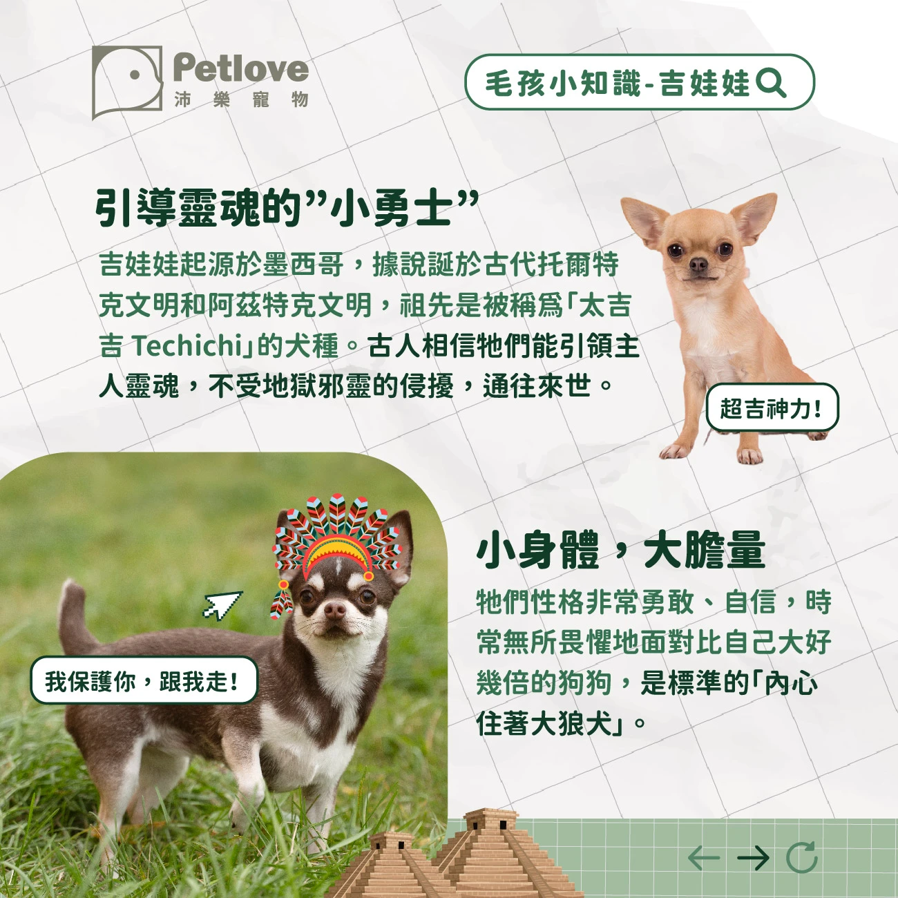 吉娃娃 介紹