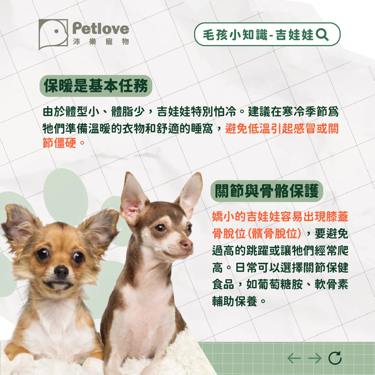 吉娃娃 介紹