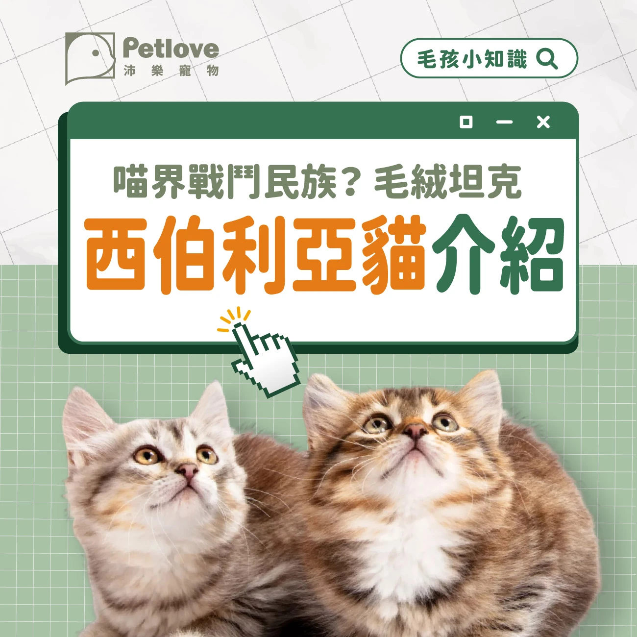 西伯利亞貓介紹｜個性特色、飼養重點與健康照護