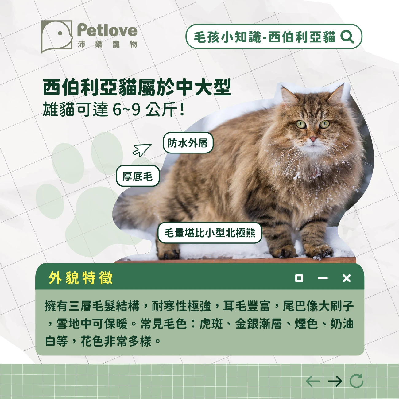 西伯利亞貓 介紹