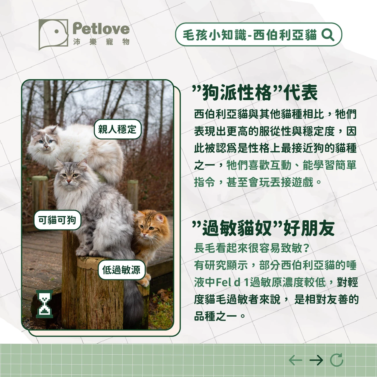 西伯利亞貓 介紹