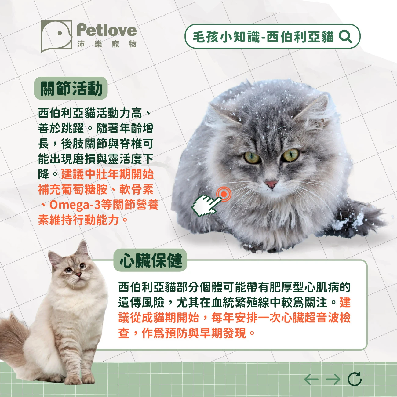 西伯利亞貓 介紹