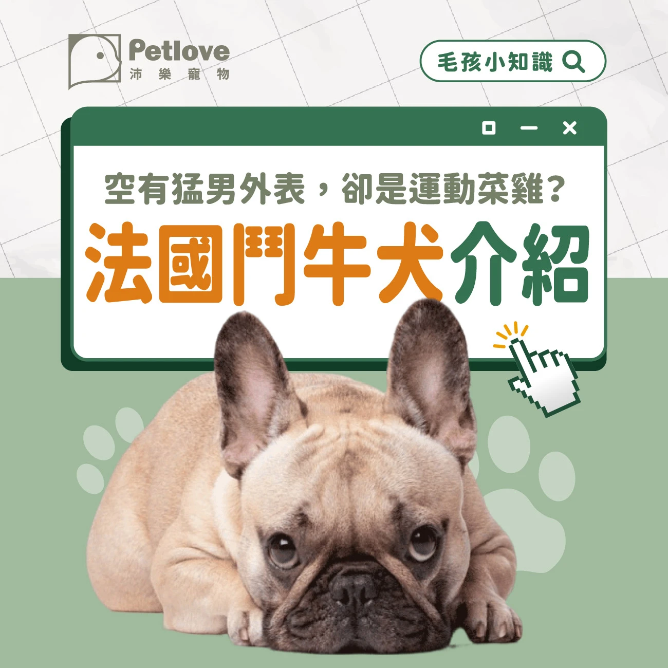 法國鬥牛犬 介紹