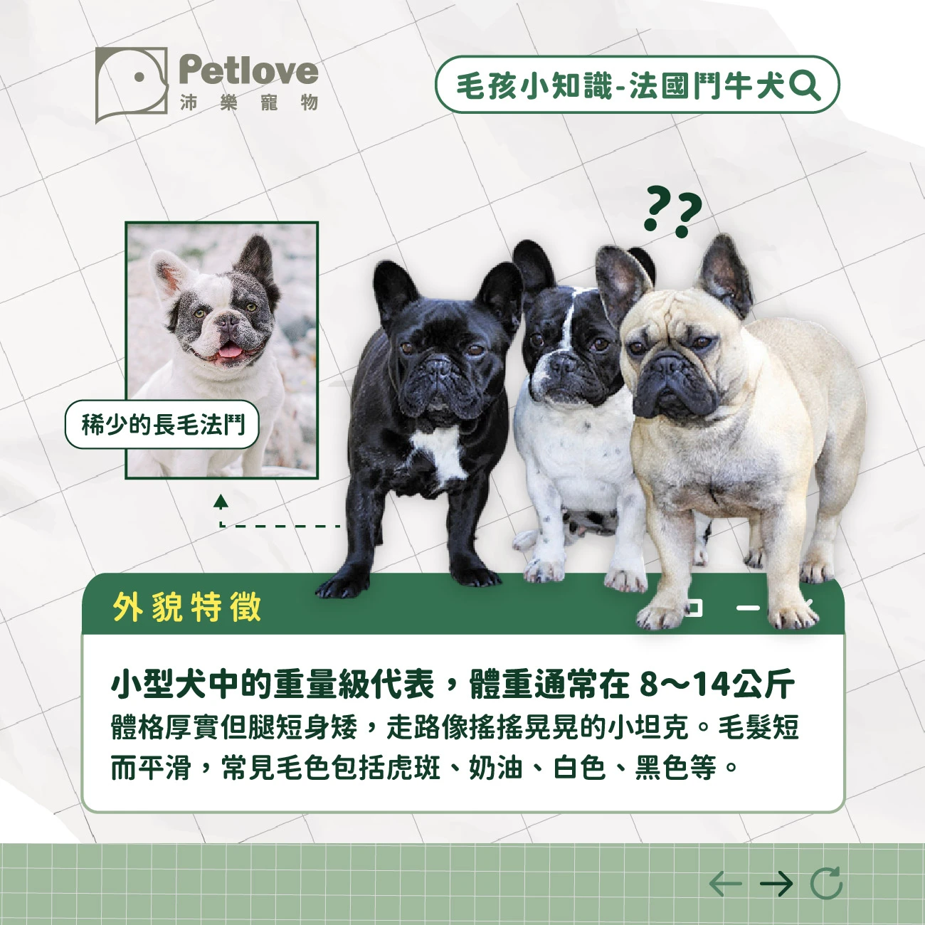 法國鬥牛犬 介紹