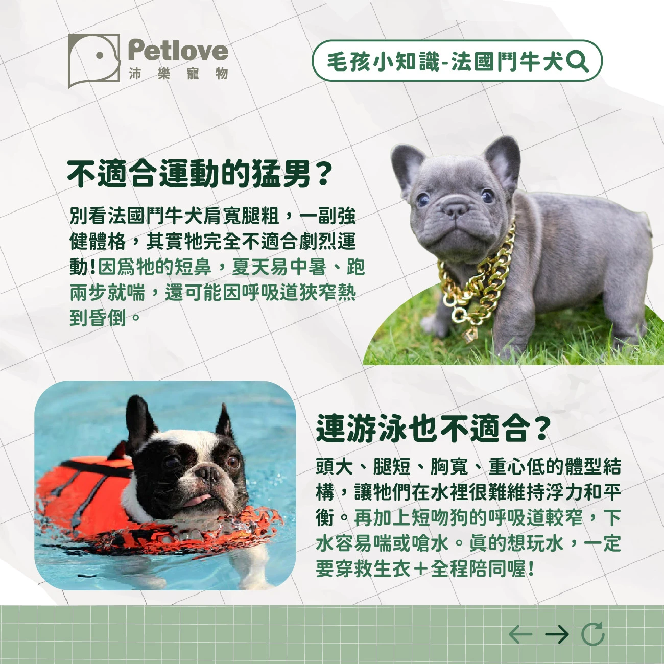 法國鬥牛犬 介紹