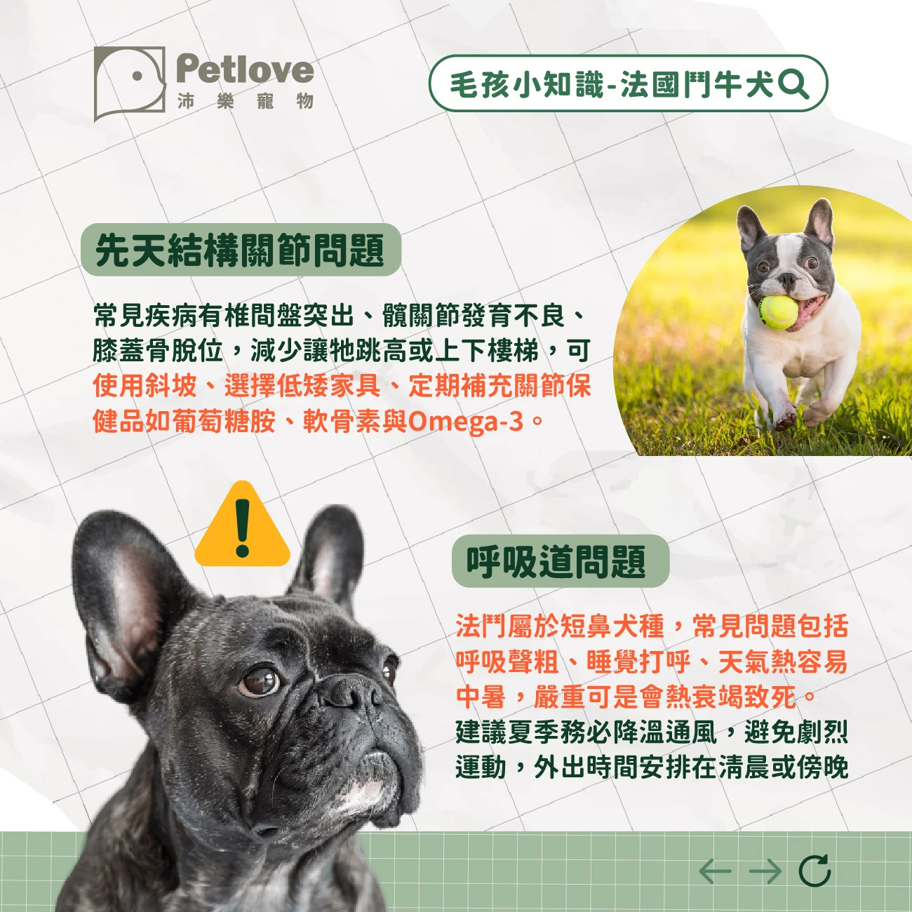 法國鬥牛犬 介紹