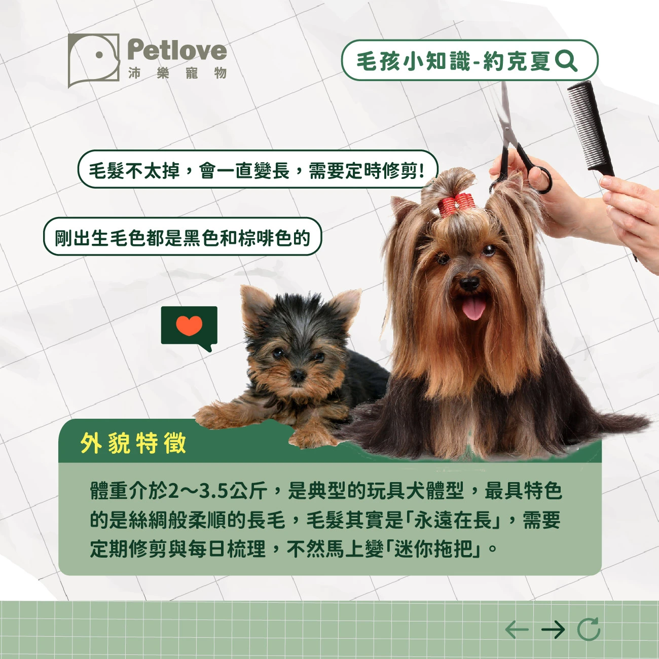 約克夏 介紹