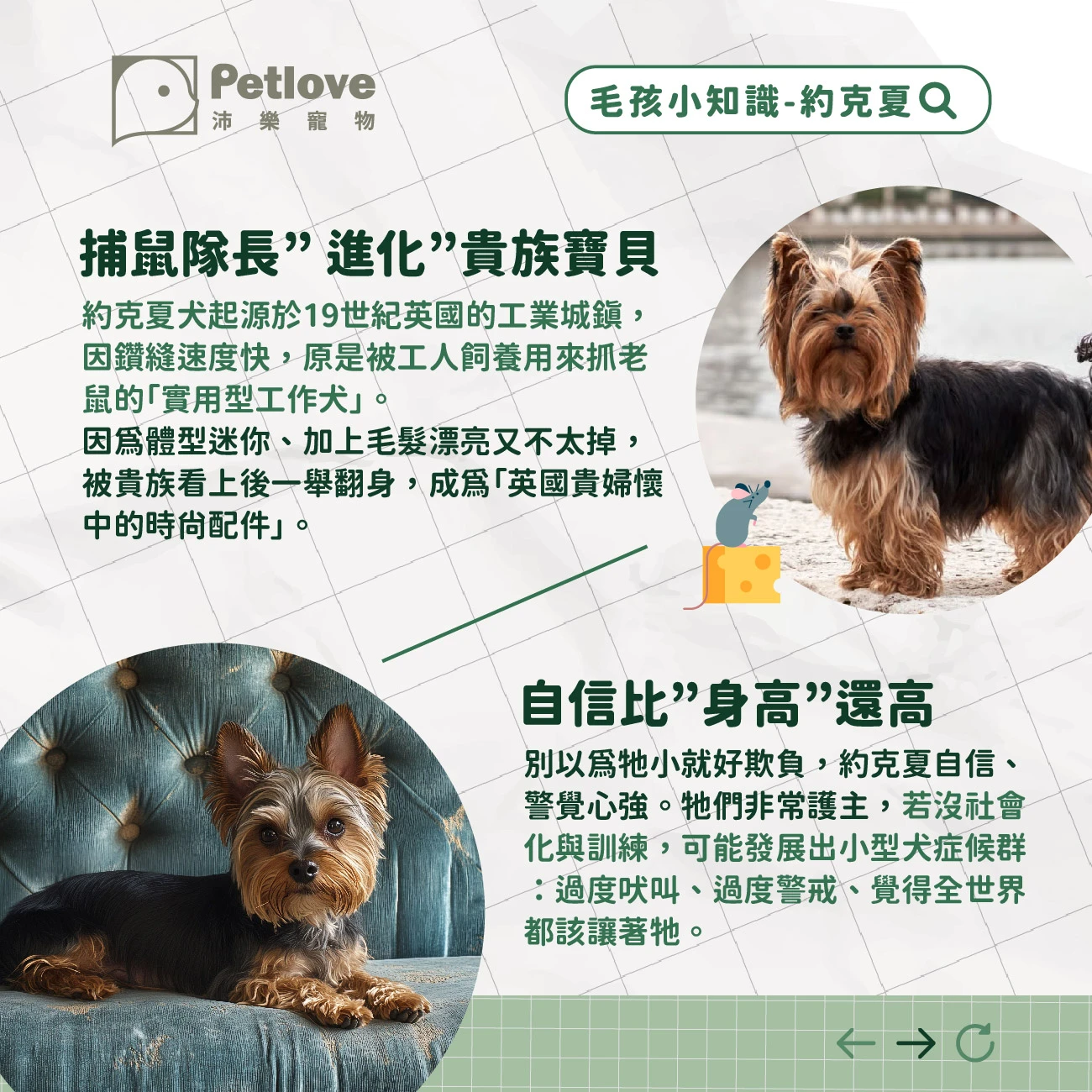 約克夏 介紹