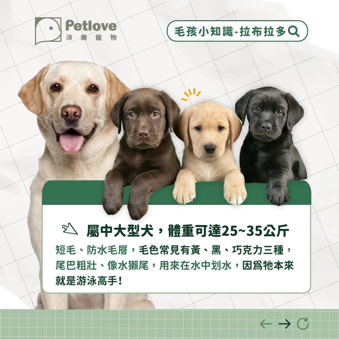 拉不拉多 介紹