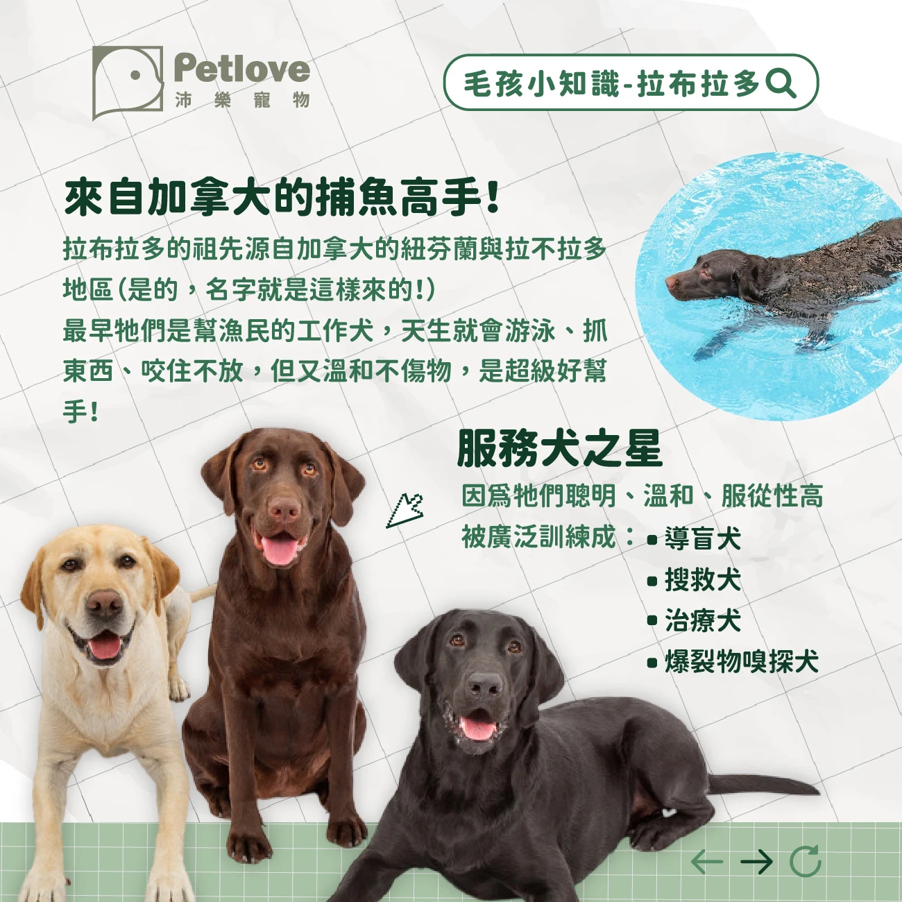 拉不拉多 介紹