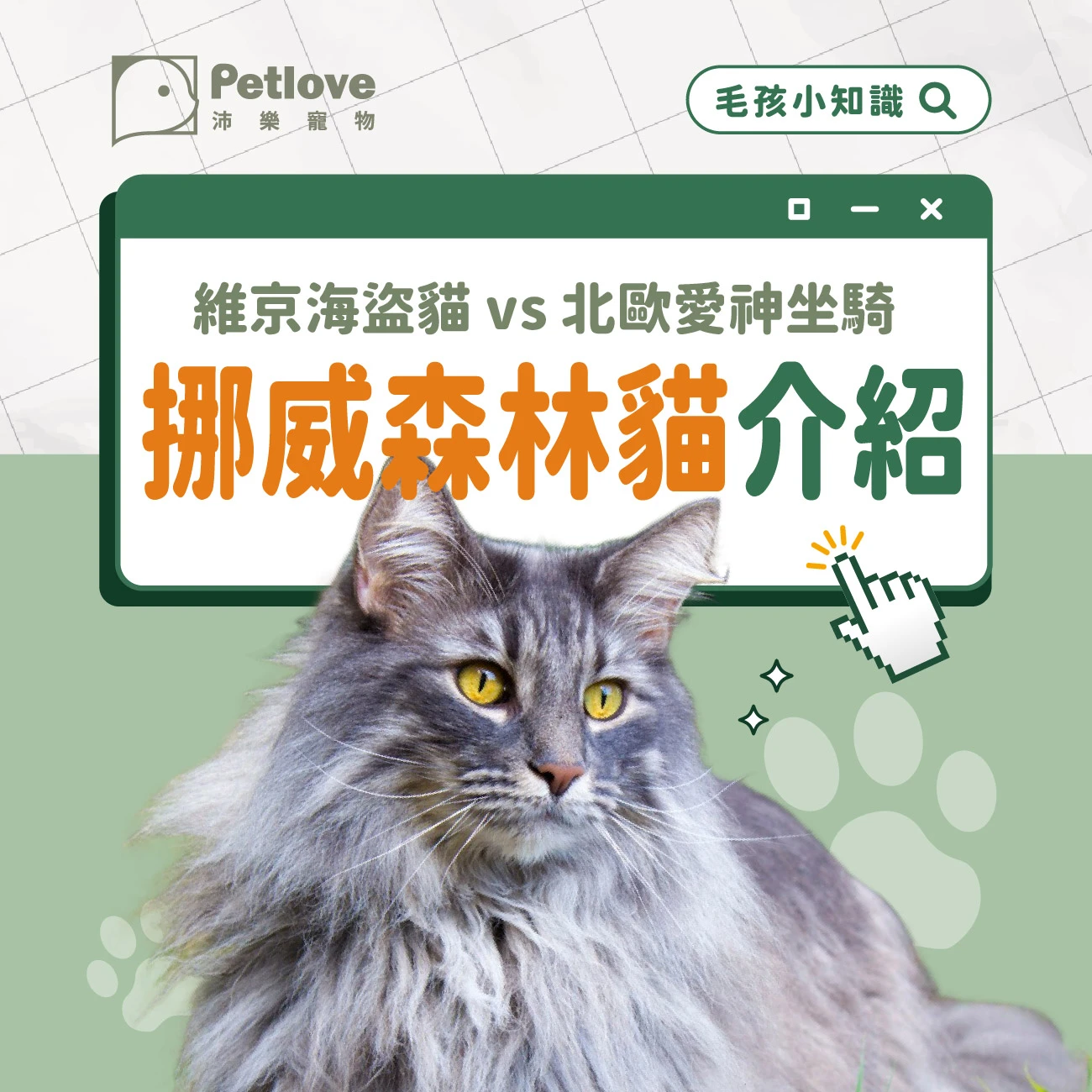 挪威森林貓介紹｜個性特色、飼養重點與健康照護