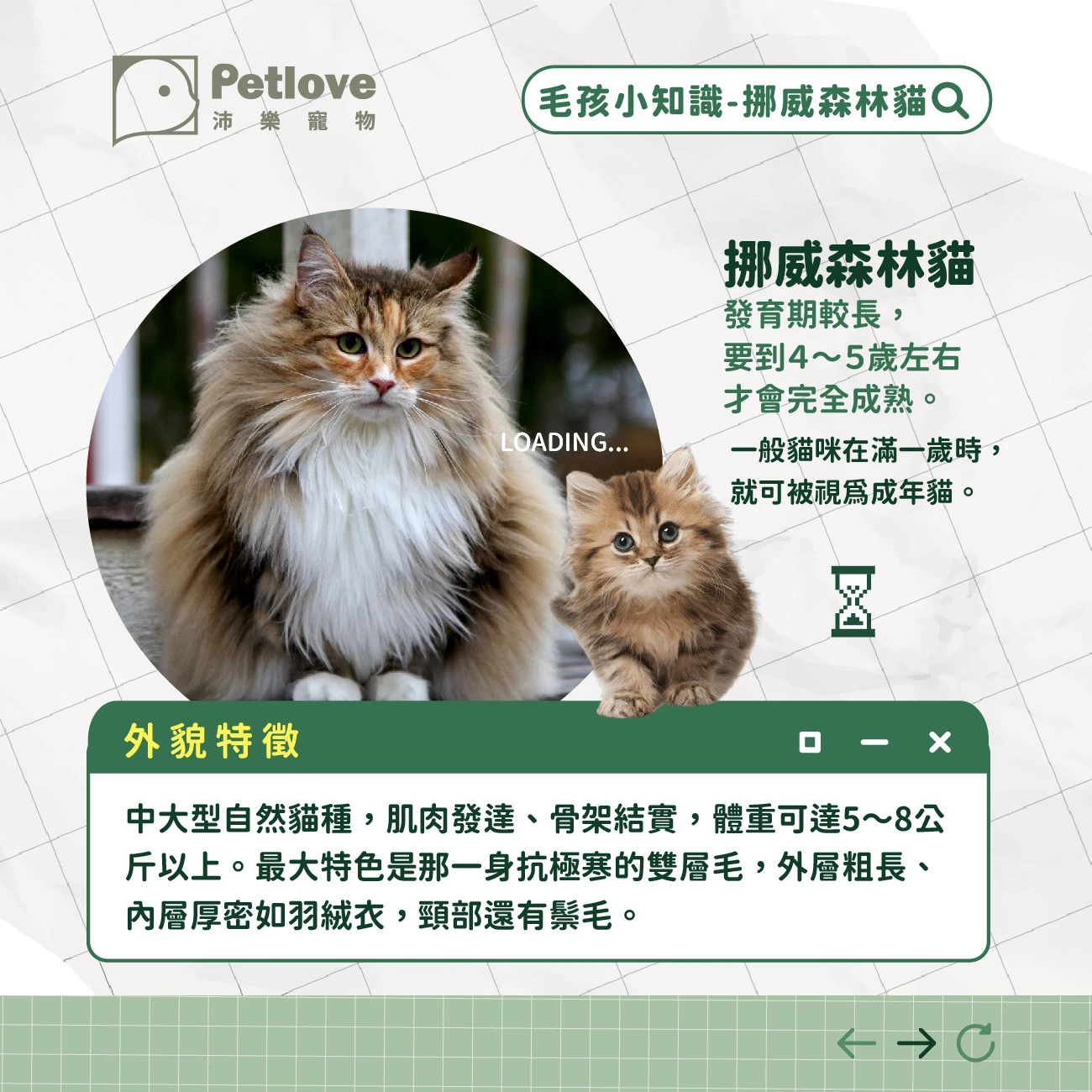 挪威森林貓 介紹