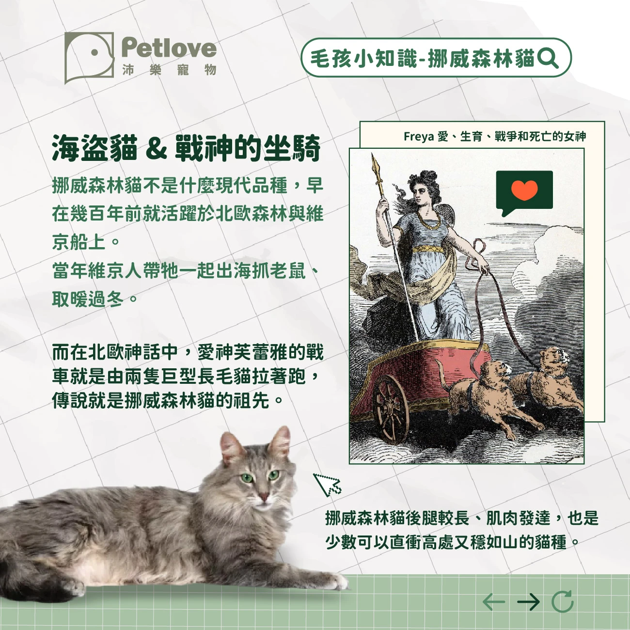 挪威森林貓 介紹