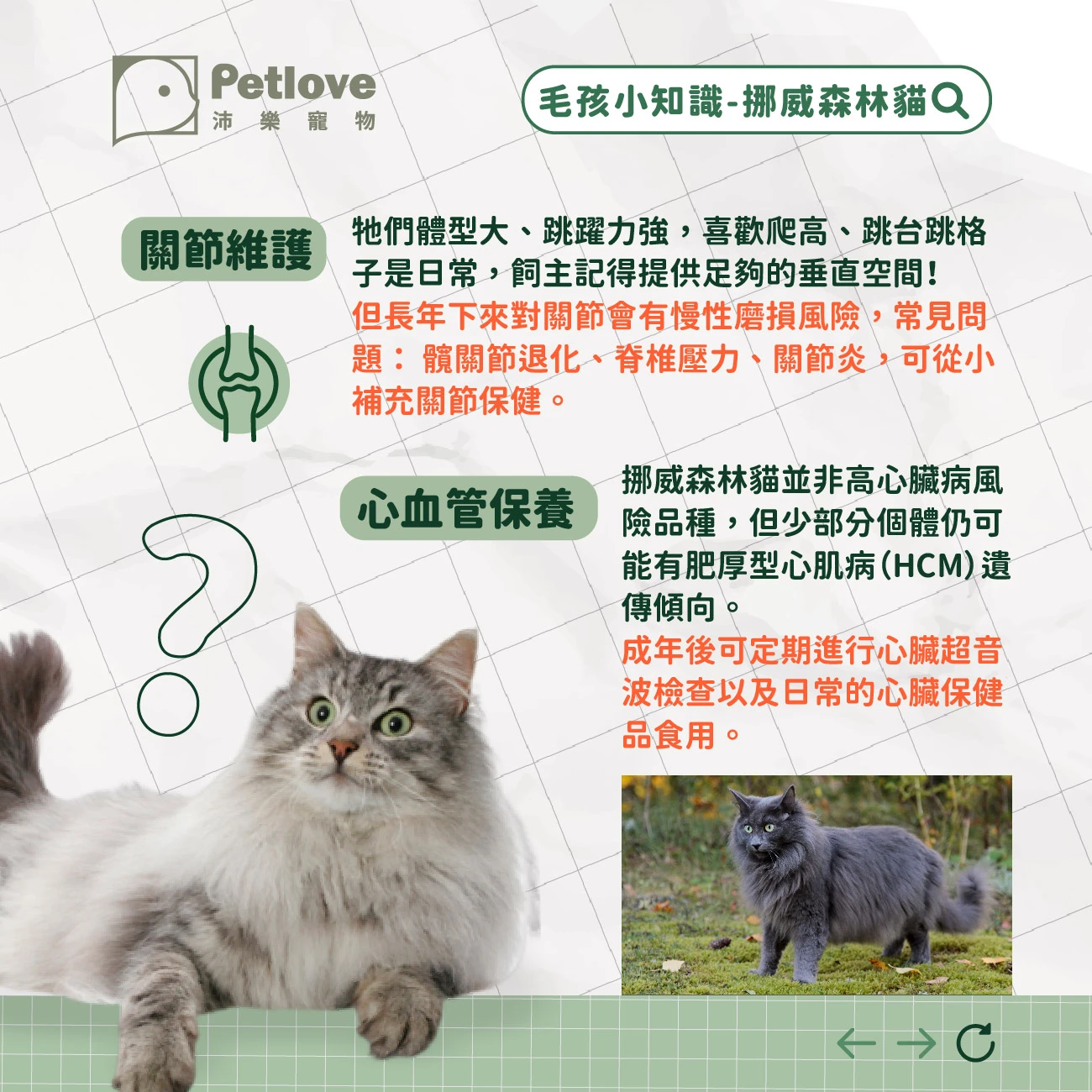 挪威森林貓 介紹