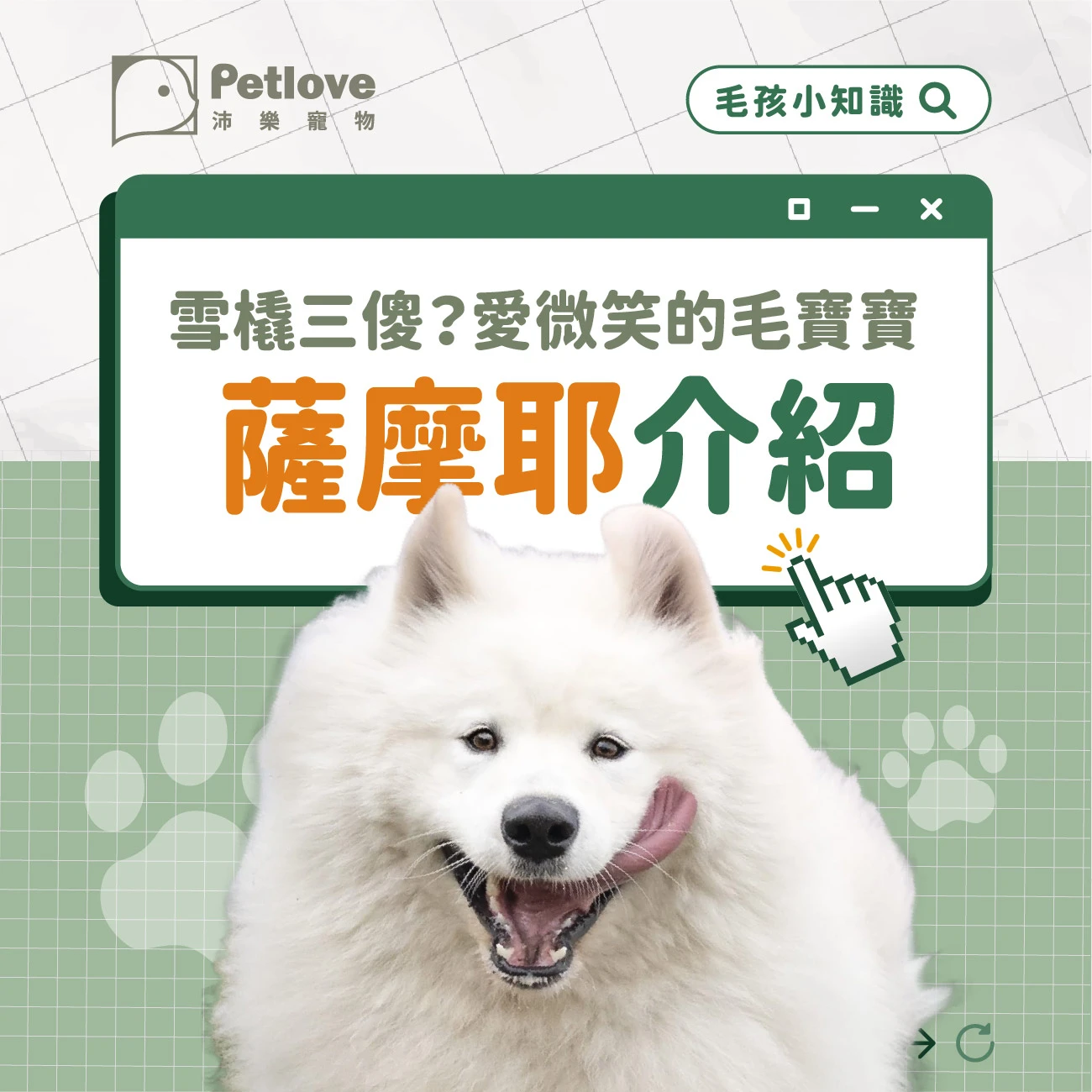 薩摩耶 介紹
