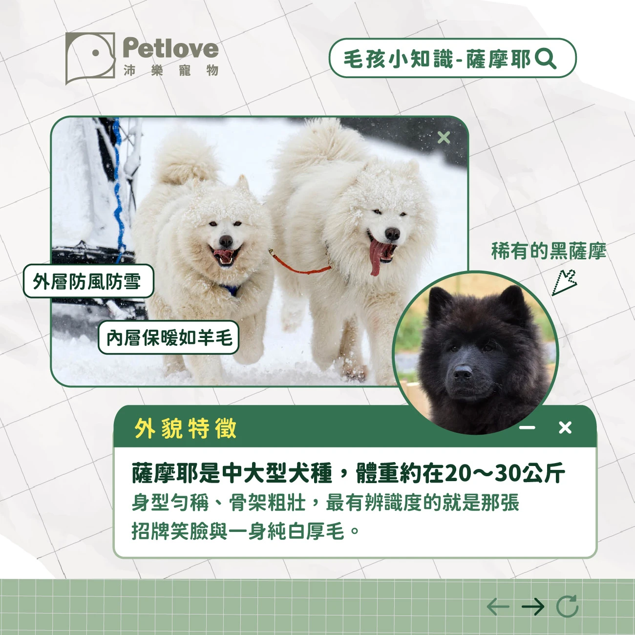 薩摩耶 介紹