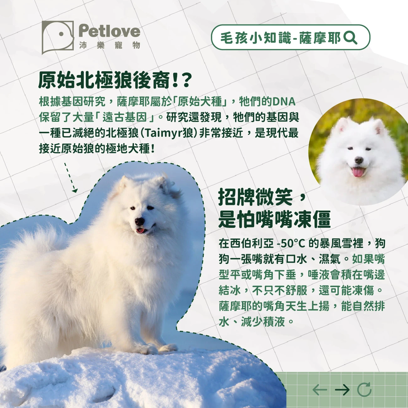 薩摩耶 介紹