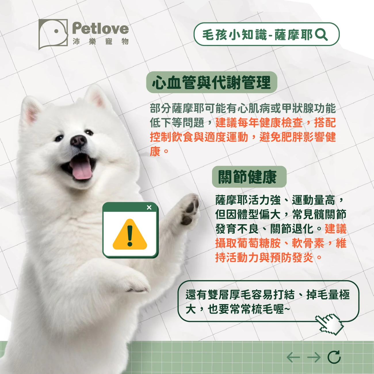 薩摩耶 介紹